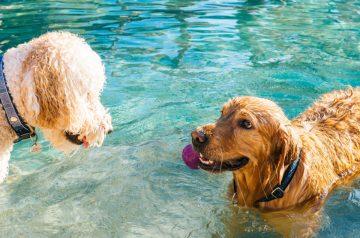 ‘Splash!’: 3 Tips for Taking Your Pup to the Pool for a Fun-filled Time