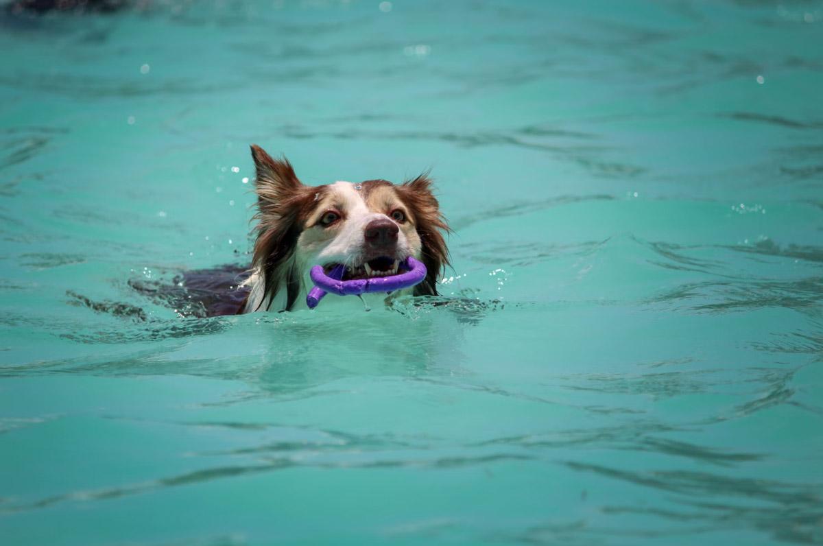 ‘Splash!’ 3 Tips for Taking Your Pup to the Pool for a Fun-filled Time (3)