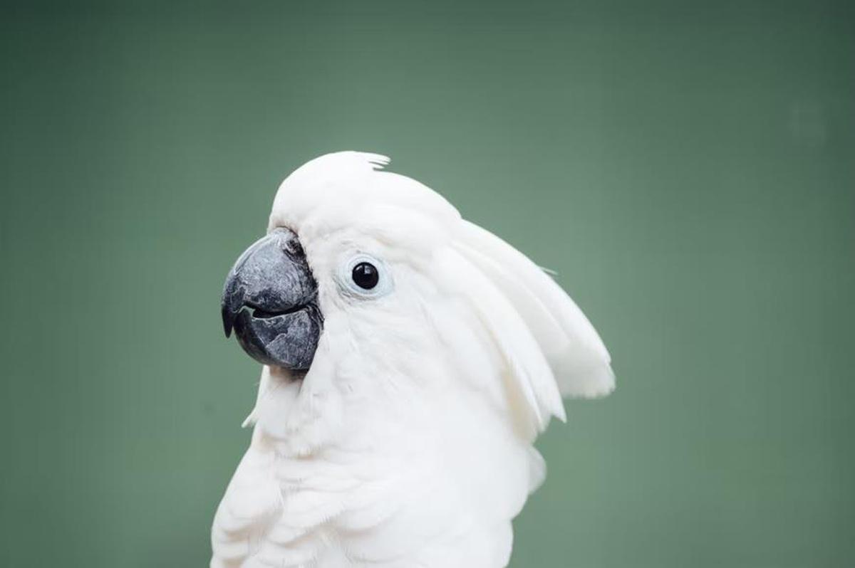 3 Things To Know Before Getting a Parrot 