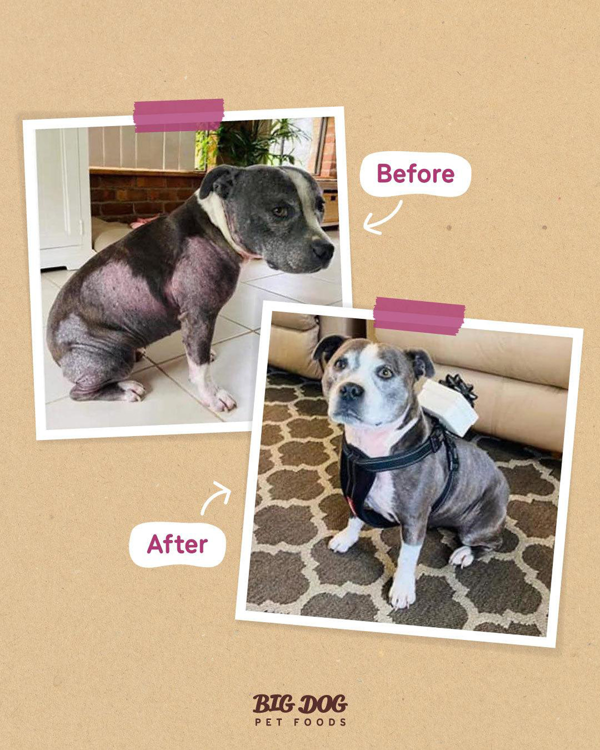 Big Dog Pet Food The Secret To Your Pet’s Glowing Health