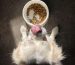 10 Dog Kibbles Your Furkid Will Thank You For