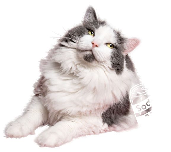Event cat-Paws in the park