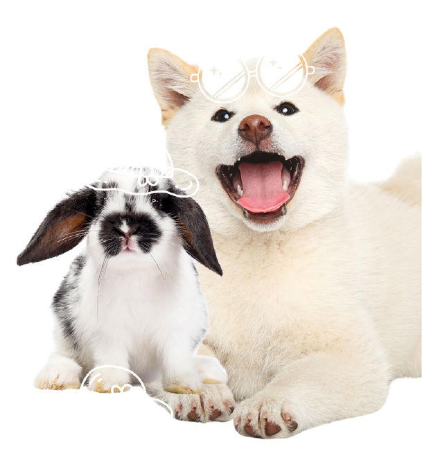 Event dog rabit-Paws in the park