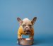 Green Tripe The Key Ingredient for a Healthy Gut Microbiome