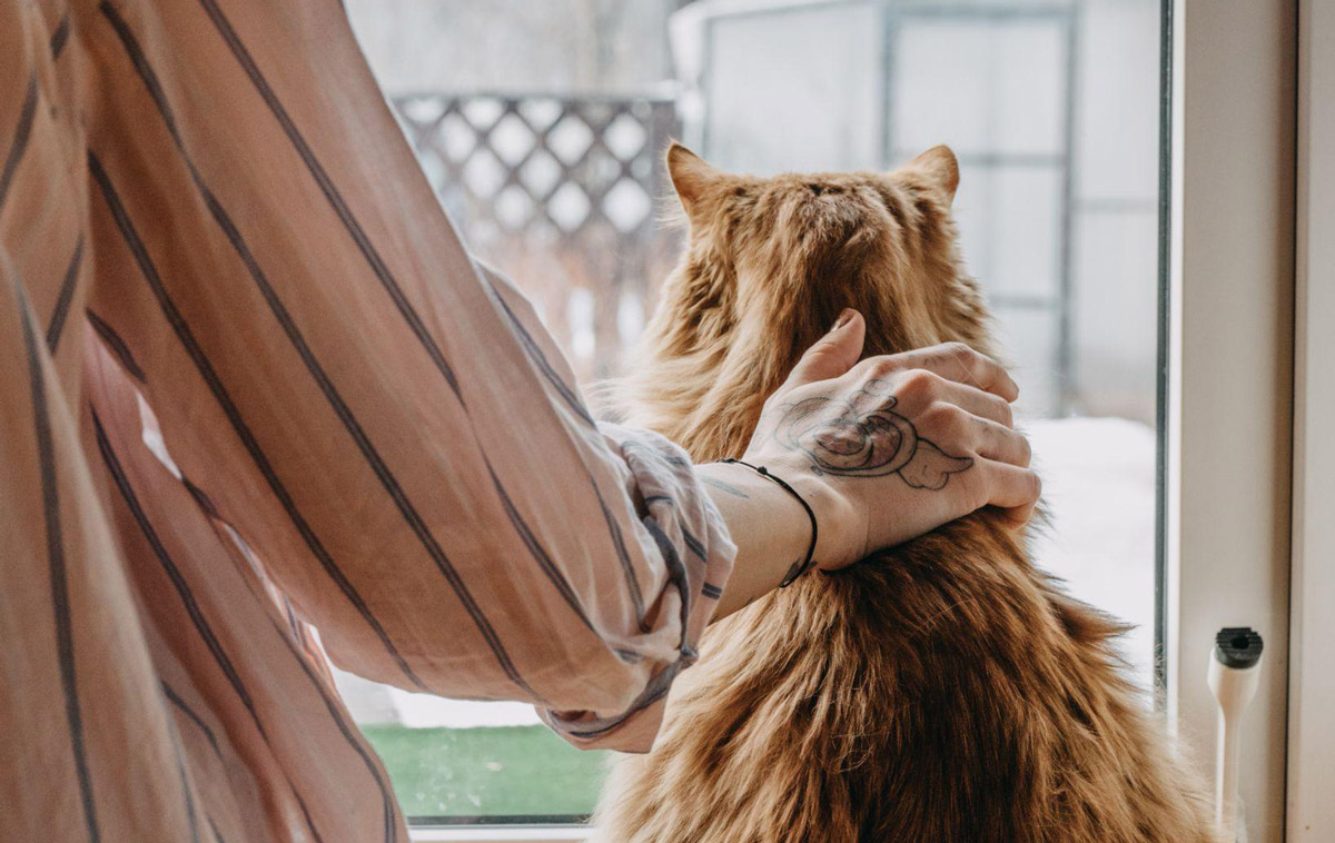 Handling pet Anxiety Strategies for a Calm and Stress-Free Pet