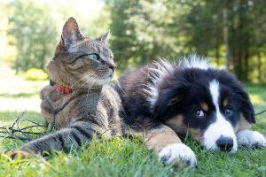 Understanding Common Pet Health Issues: Prevention and Treatment