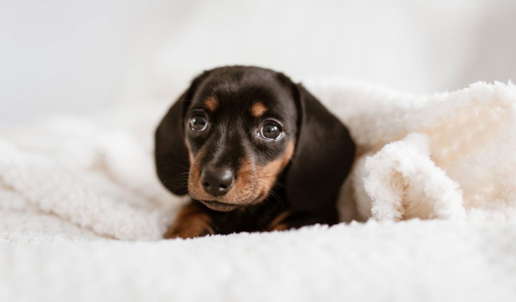 From Woofs to Words Decoding Your Dog’s Body Language
