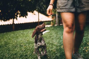 How to Safely Explore the Great Outdoors with Your Pet