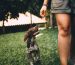 How to Safely Explore the Great Outdoors with Your Pet