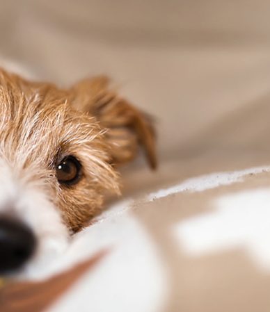 8 Tips for Providing the Best Care for Your Senior Pets (1)