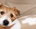 8 Tips for Providing the Best Care for Your Senior Pets (1)