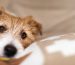8 Tips for Providing the Best Care for Your Senior Pets (1)