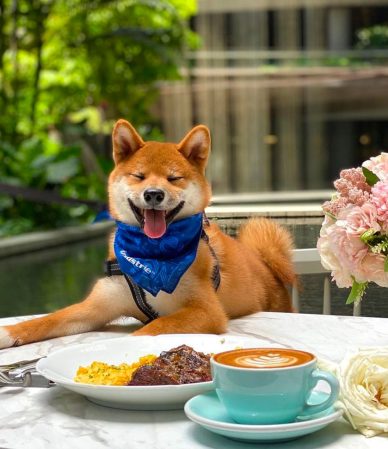 From Port to Plate NUDE Seafood, the Pet-Friendly Haven for Seafood Lovers
