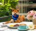 From Port to Plate NUDE Seafood, the Pet-Friendly Haven for Seafood Lovers