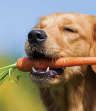 How much vegetables should my pet consume (6)
