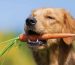 How much vegetables should my pet consume (6)