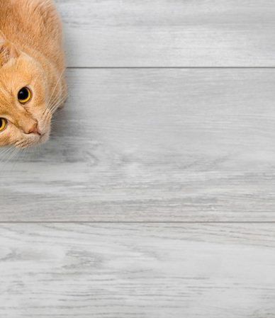 Purr-spectives Viewing the World Through Your Cat’s Eyes