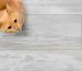 Purr-spectives Viewing the World Through Your Cat’s Eyes