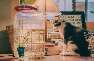 A Cat’s Logic Behind Pushing Things Off Countertops