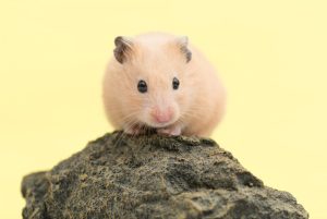 Getting a Pet Hamster 4 Key Things to Know Beforehand