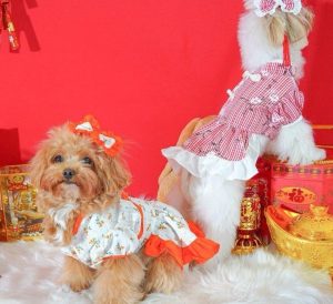 4 Fun Ideas for a Chinese New Year Celebration with Your Furkids!