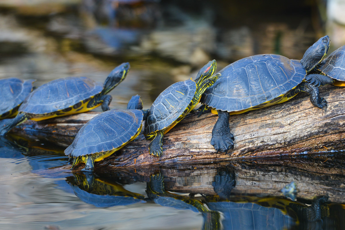 Resin Turtles/Frogs and Lizards – Double Dipp'd Dip Powder