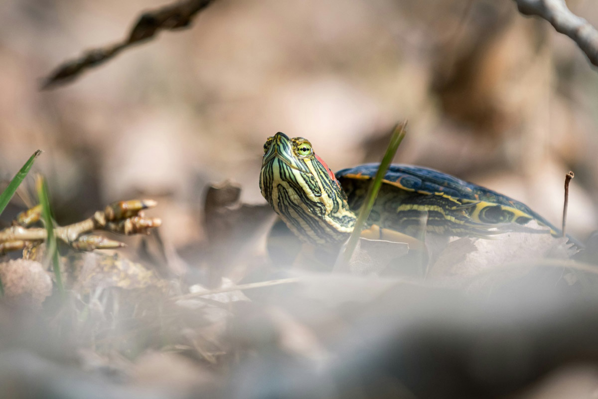 A Brief Guide to Taking Care of Your Malayan Box Turtle