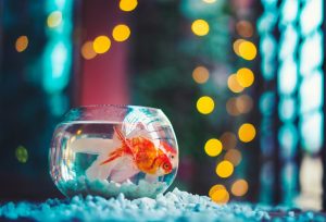 Fish Care 101: 5 Pet Fish Breeds That Beginners Should Avoid