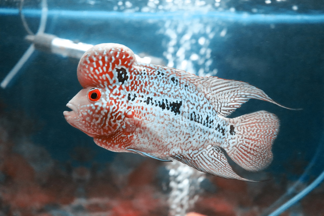 Fish Care 101: 5 Pet Fish Breeds That Beginners Should Avoid