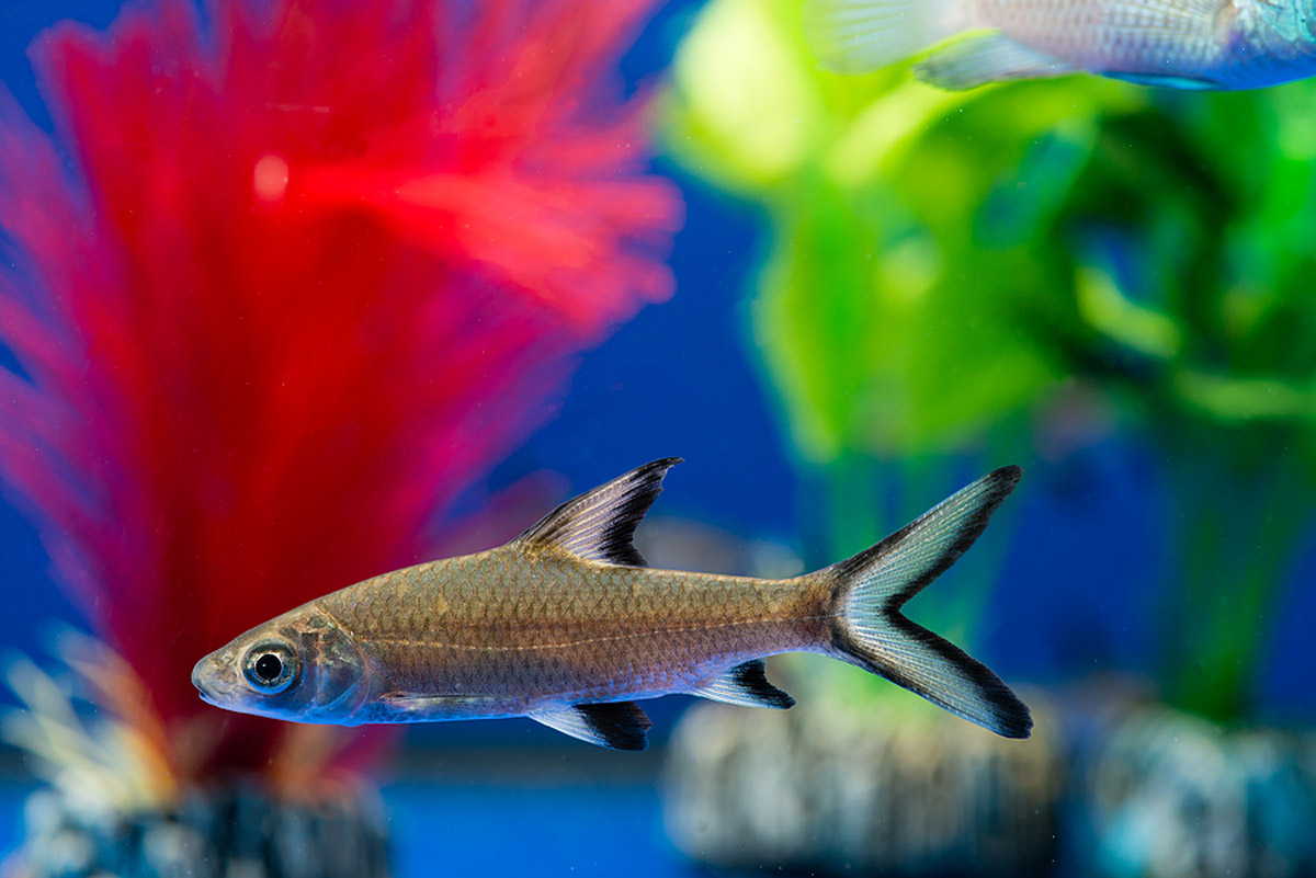 Fish Care 101: 5 Pet Fish Breeds That Beginners Should Avoid