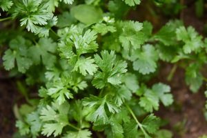 The Unexpected Benefits of Parsley for Cats and Dogs