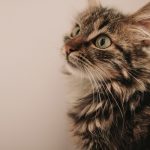 8 Tips and Techniques for Soothing Stressed-Out Cats
