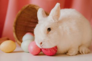 How to Keep Your Rabbit’s Fur and Nails Healthy and Trim