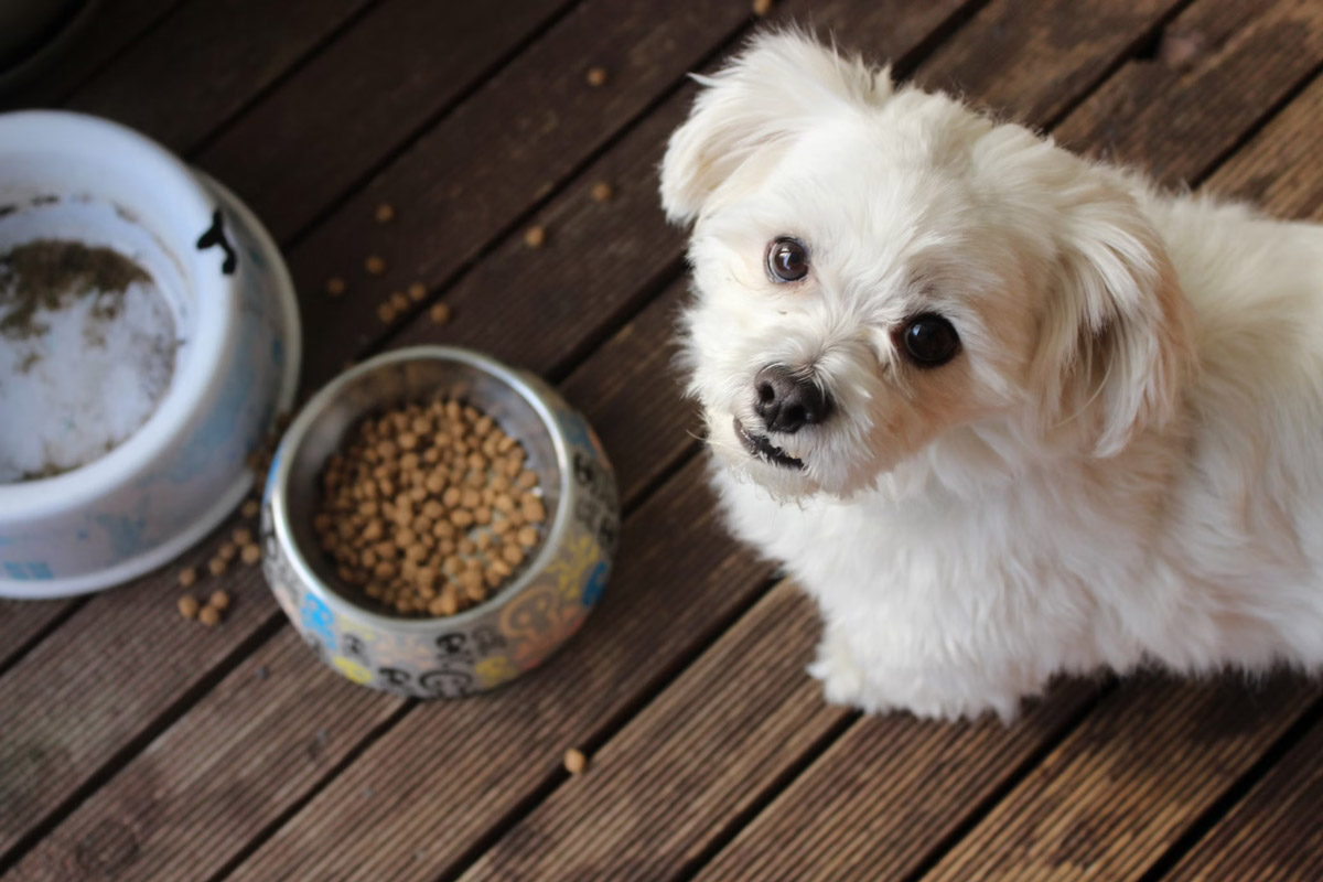 The Dangers of Pet Obesity: Understanding Weight Management