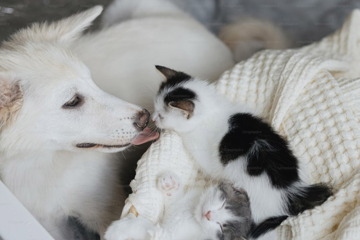 The Dangers of Pet Obesity: Understanding Weight Management