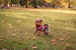 Family Fun At Pet-Friendly Places In Singapore Top 5 Spots