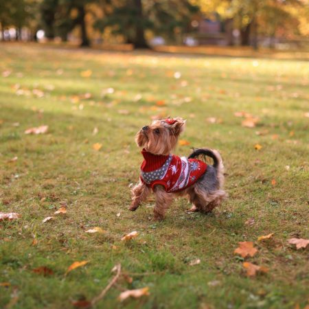 Family Fun At Pet-Friendly Places In Singapore Top 5 Spots