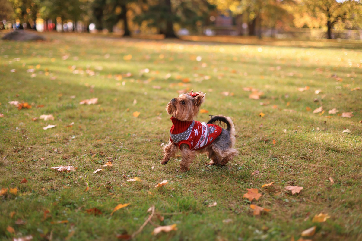 Family Fun At Pet-Friendly Places In Singapore Top 5 Spots