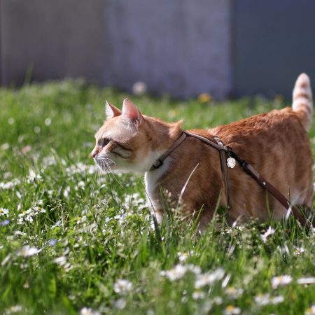Taking Your Cat For A Walk: The Do's And Don'ts To Remember