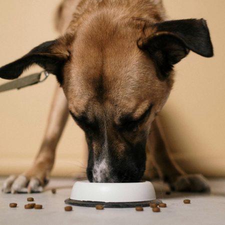 Discover the 2025 Most Popular Kibbles in Singapore Top Brands for Dogs & Cats