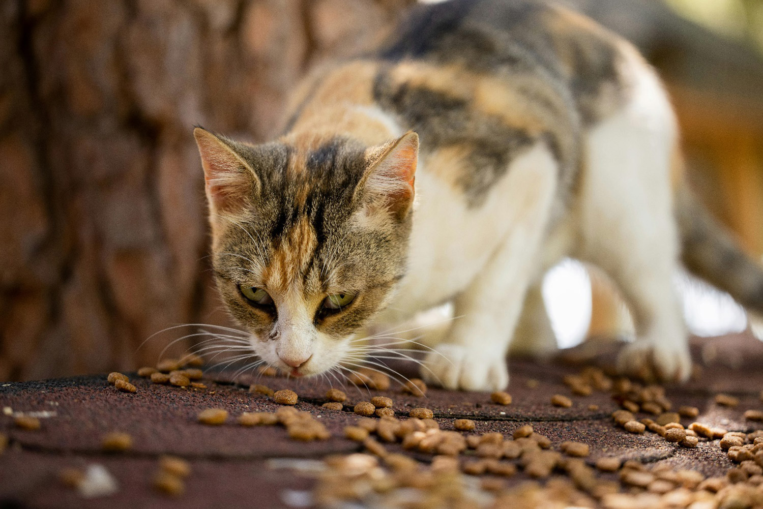 Discover the 2025 Most Popular Kibbles in Singapore Top Brands for Dogs & Cats