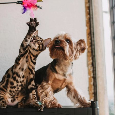 Fun And Safe Pet Toys You Can Find At Your Local Pet Shop