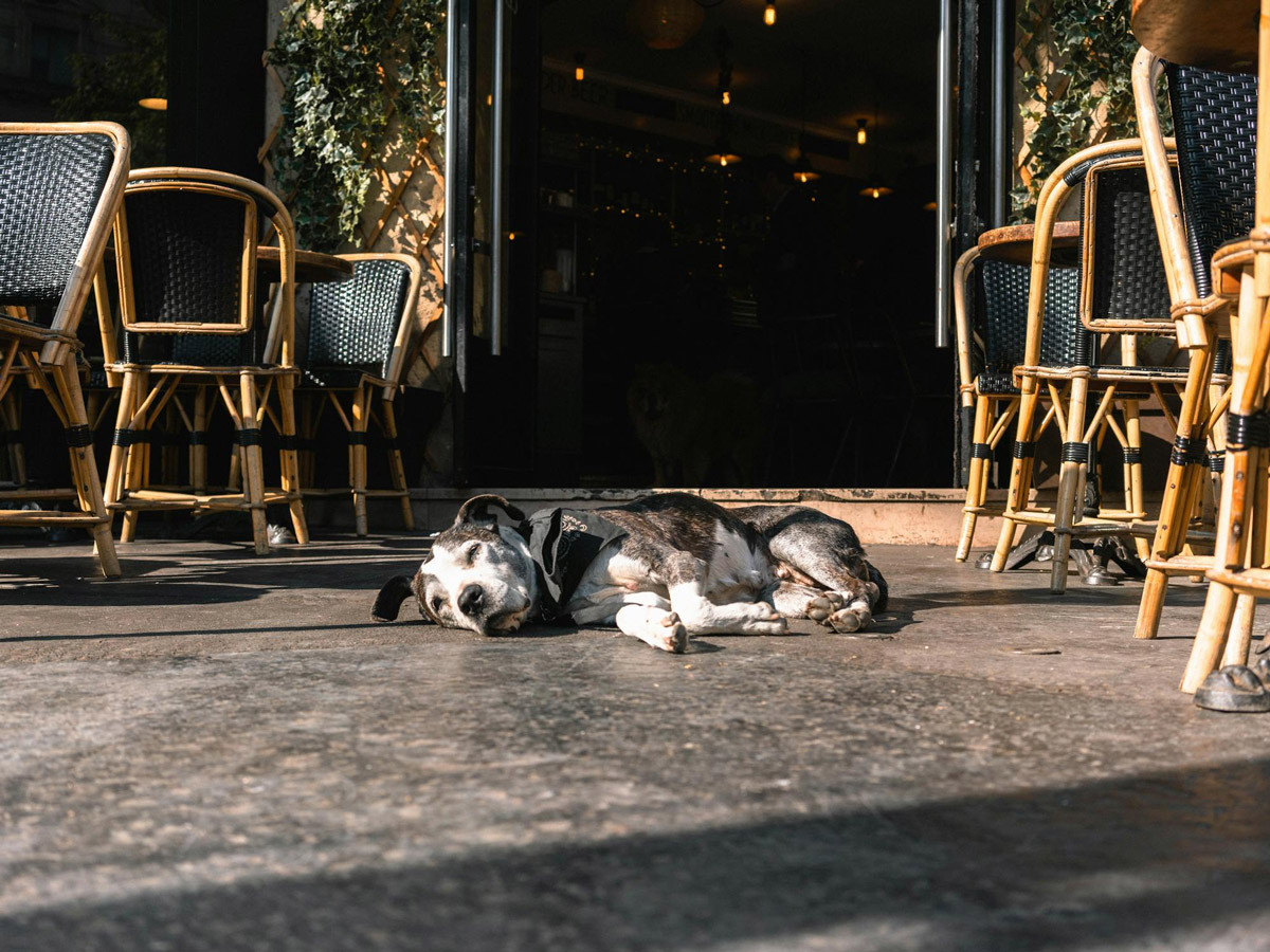 How To Keep Your Pet Calm In A Busy Café Environment