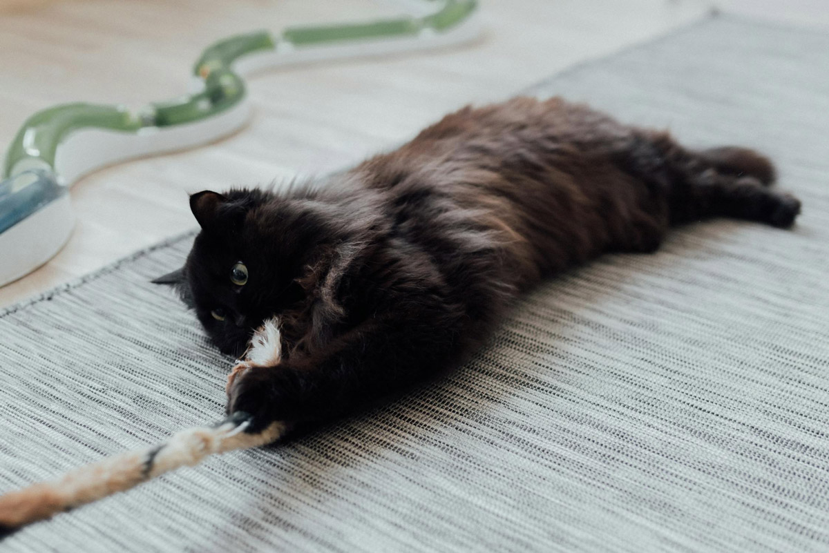 How To Keep Your Pet Calm In A Busy Café Environment