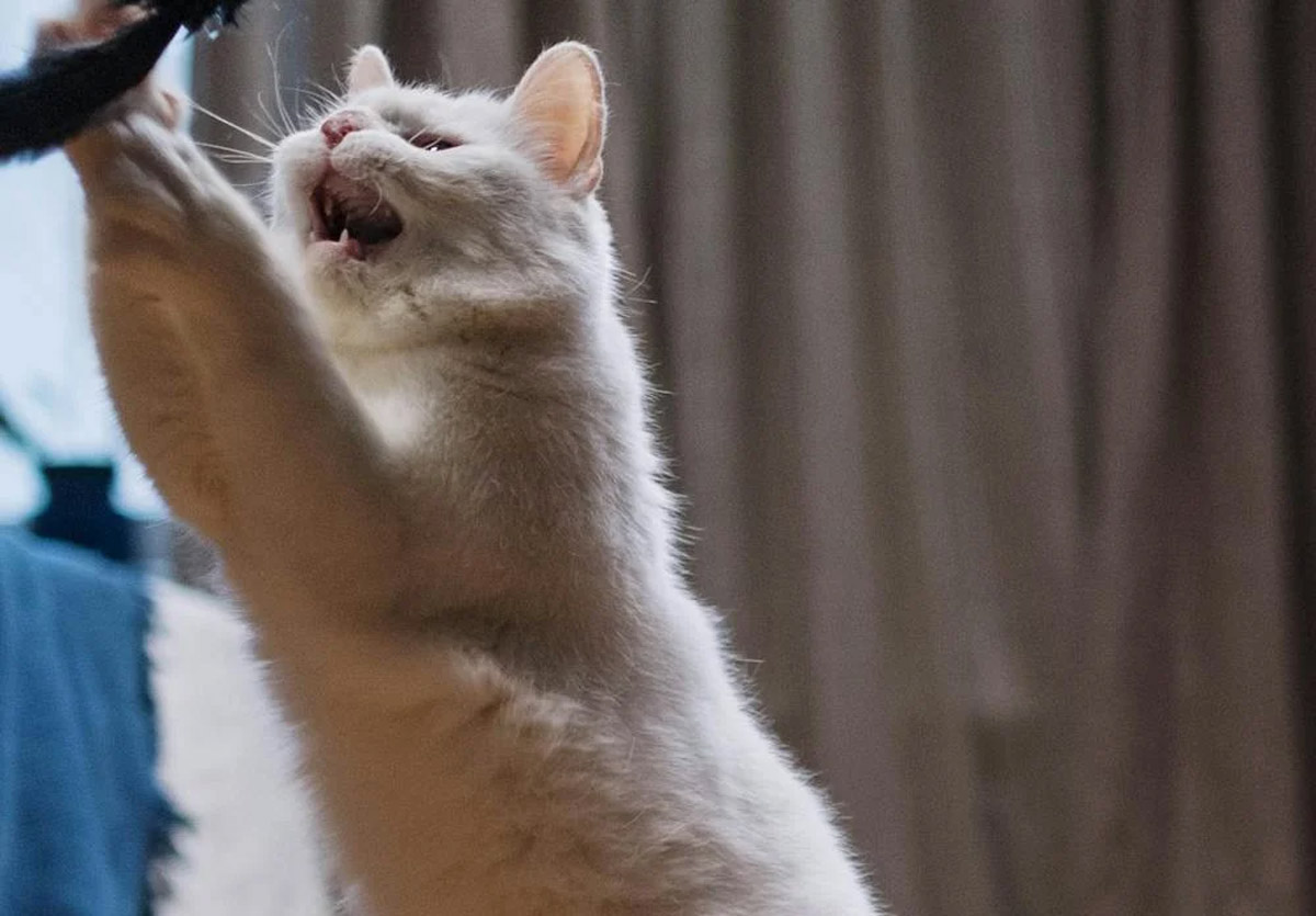 How To Keep Your Pet Calm In A Busy Café Environment