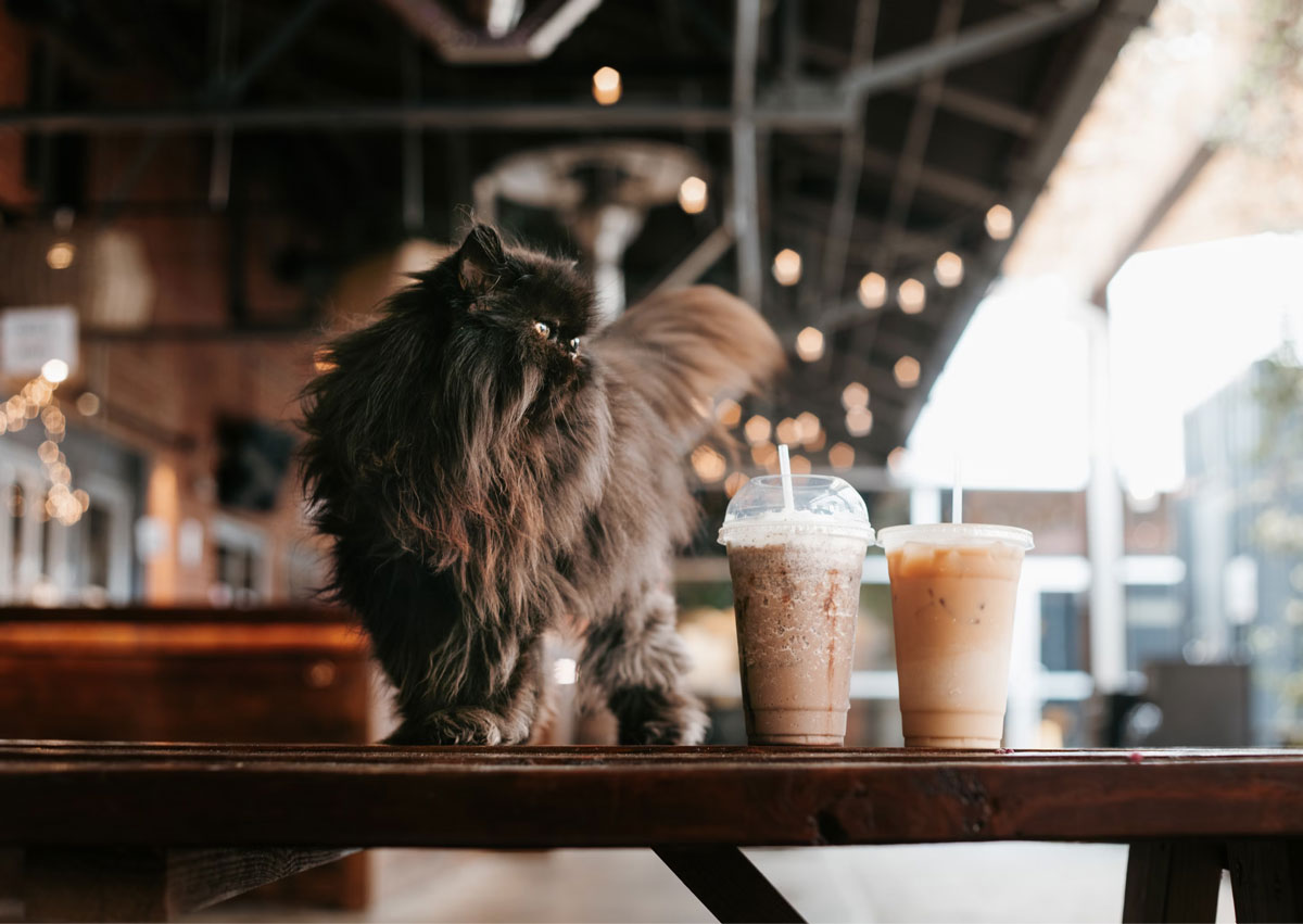 The Dos & Don’ts Of Bringing Your Pet To A Pet-Friendly Café