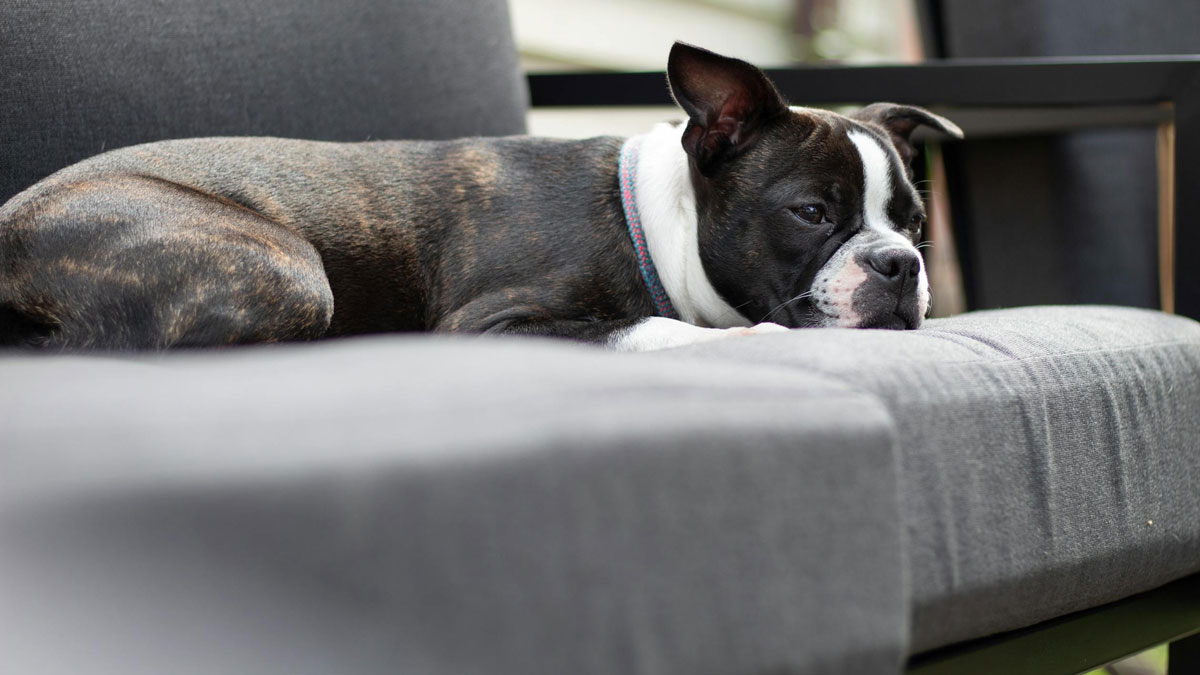 The Dos & Don’ts Of Bringing Your Pet To A Pet-Friendly Café