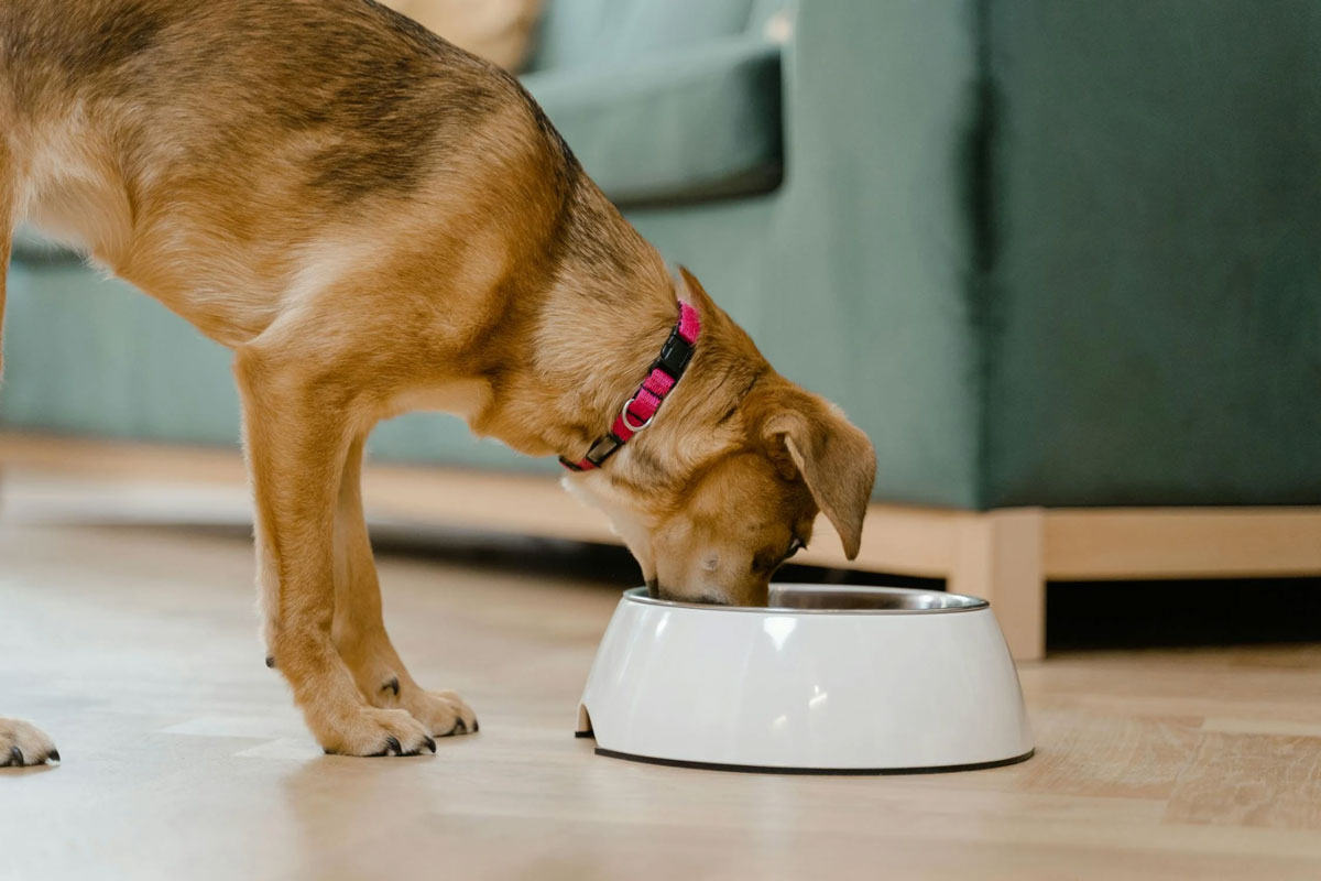 The Dos & Don’ts Of Bringing Your Pet To A Pet-Friendly Café