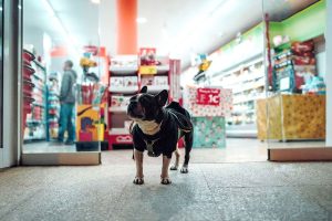 Top 3 Pet Shops In Tampines For All Your Pet Needs