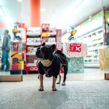 Top 3 Pet Shops In Tampines For All Your Pet Needs